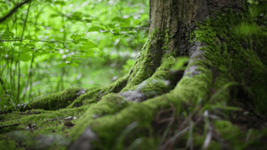 detalle de las raíces de un árbol centenario en un bosque