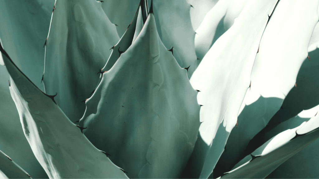 detalle de un cactus