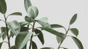 detalle de una planta creciendo
