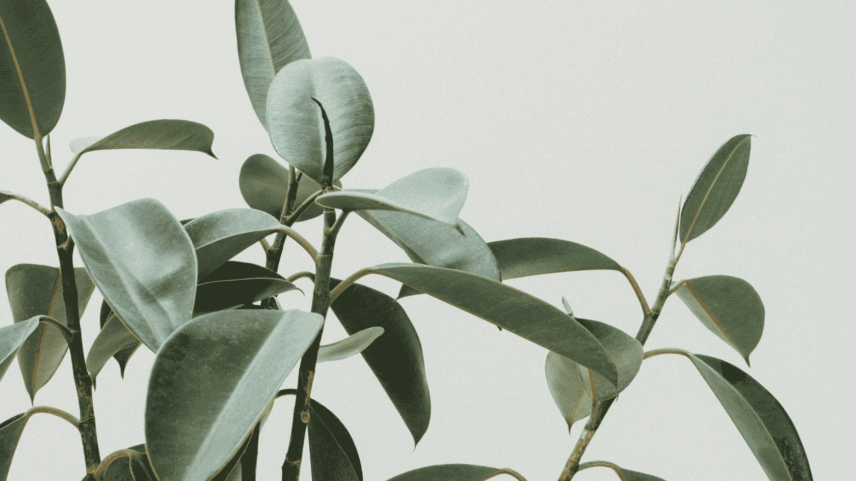 detalle de una planta creciendo